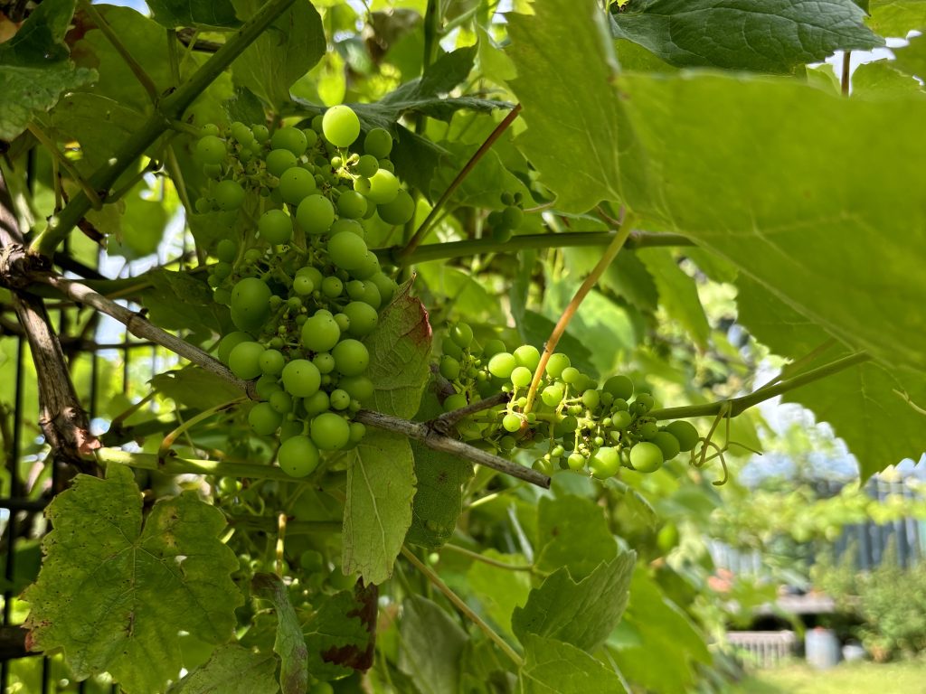 Vegetatielaag in voedselbos: klimmers