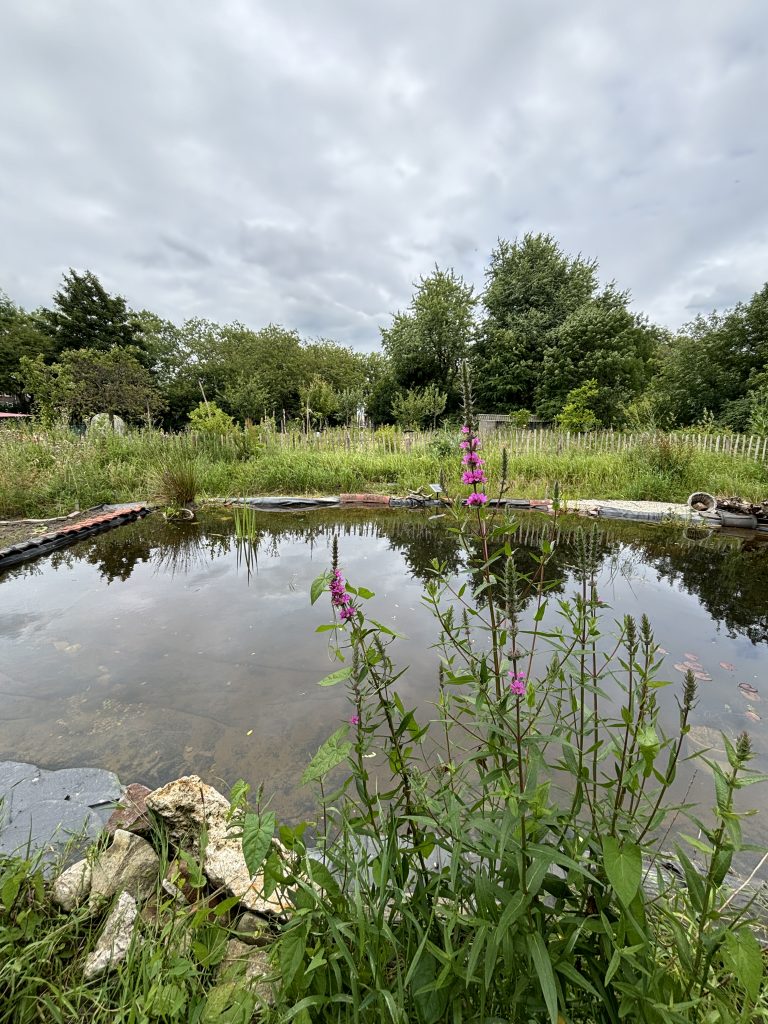 Natuurtuin in voedselbos Utrecht