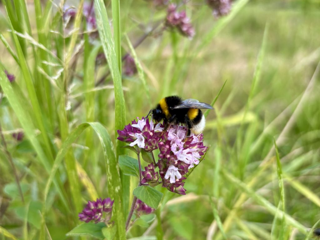 Hommel op een bloeiende wilde marjolein.