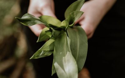 Te gast bij BuurtNatuur030: Dé groene podcast van Utrecht