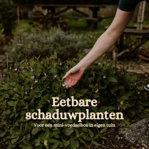 Eetbare schaduwplanten voor een mini-voedselbos in eigen tuin