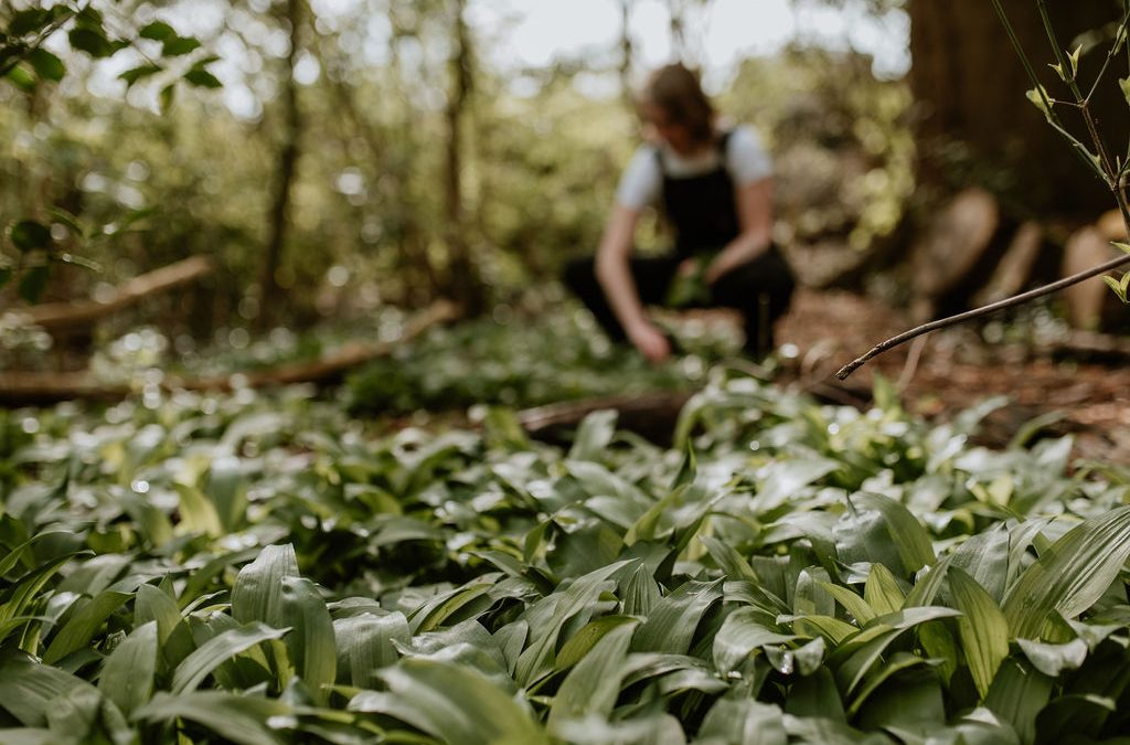 Eetbare schaduwplanten voor je mini-voedselbos of bostuin