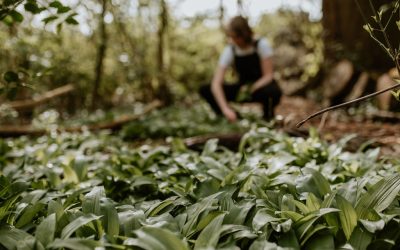 Eetbare schaduwplanten voor je mini-voedselbos of bostuin