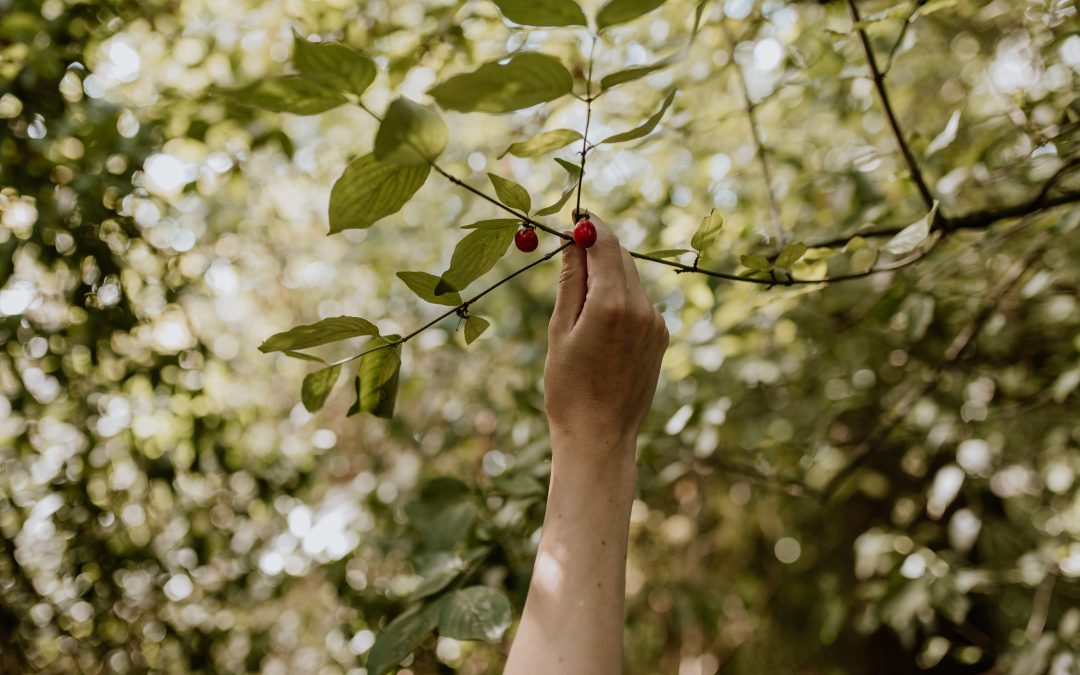 Voedselbos en biodiversiteit: hoe de natuur zichzelf herstelt