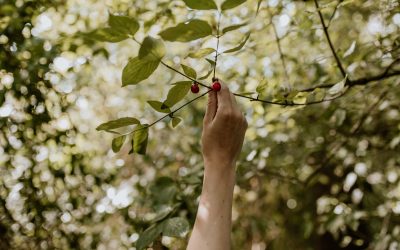 Voedselbos en biodiversiteit: hoe de natuur zichzelf herstelt
