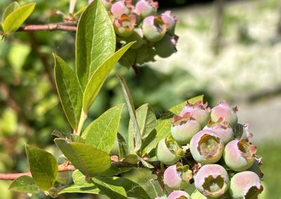Van moestuin naar mini-voedselbos in Nieuwegein