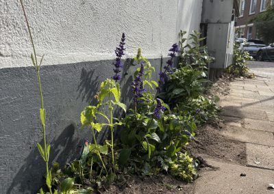 Een geveltuin vol leven in Utrecht